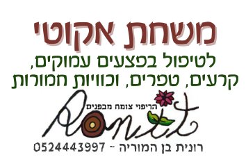 משחת אקוטי